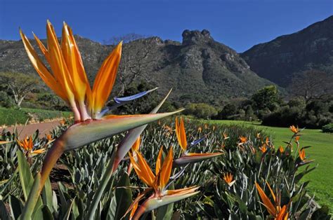 Le Jardin botanique de Kirstenbosch: Un paradis verdoyant au cœur du Cap!