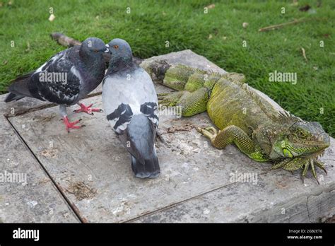 Le Parc de las Iguanas, Oasis verdoyant et refuge exotique à Villavicencio !